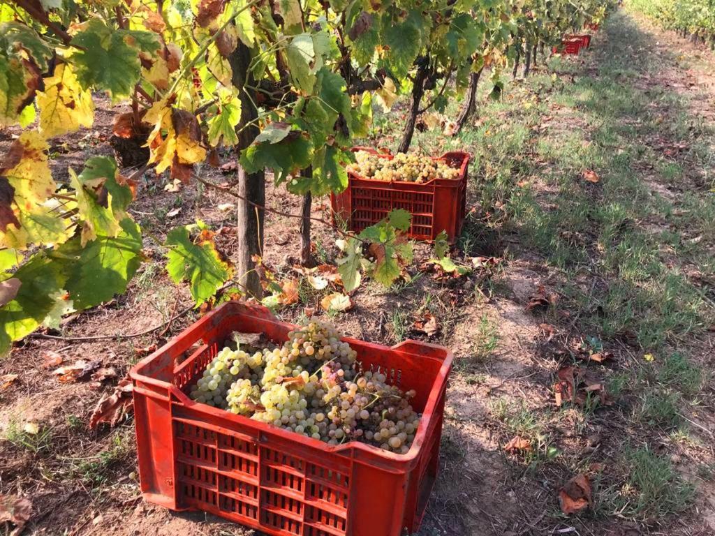 Tenuta Santa Caterina Portoferraio Buitenkant foto